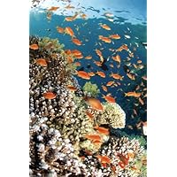 Tropical Waterworld Fish and Coral Art Poster Print