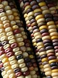 Close View of Rows of Multi-Colored Kernels in Autumns Indian Corn Photographic Poster Print by Stephen St. John, 36x48