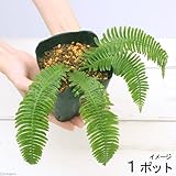 (山野草)シシガシラ(獅子頭) 3～4号(1ポット) 本州・四国限定[生体]