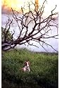 Greyhound Art Print Poster By John Mottern, 8 " x 10 "