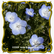 1 Oz Baby Blue Eyes (Nemophila menziesii) Bulk Wildflower Seeds