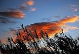 Giant Cane Reed Ornamental Grass 2 Plants-Over 20' tall