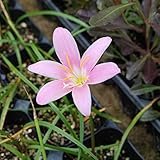 タマスダレ（ゼフィランサス）：ピンク3号ポット4株セット