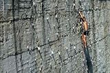 Rock Climber - 24