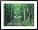 Gravel Road Through Maple Grove, Green Mountains, Vermont, USA Framed Art Poster Print by Darrell Gulin, 39x31
