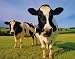 Cows Licking Lips Milk on Grass Poster - 16
