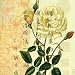 Paula Scaletta Rose Art Print Poster - 12x12 custom fit with RichAndFramous Black 12 inch Poster Hangers