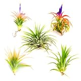 Air Plants - Tillandsia Ionantha - 5 Air Plants at a Great Price!