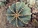 Close-Up of a Sand Dollar Cactus Plant (Astrophytum Asterias) Photographic Poster Print by C. Dani, 24x32