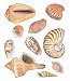 10 Seashell Wall Transfers
