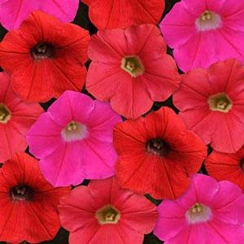 ~ Shock Wave AMP Mixture * Trailing Petunia * 20 Pelleted Seeds by US Seal