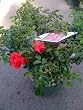 Scarlet Carpet Rose Two Gallon Plant