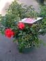 Scarlet Carpet Rose Two Gallon Plant
