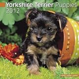 Yorkshire Terrier Puppies 2012 Wall Calendar 12