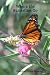 Where The Butterflies Go