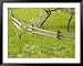 Spring Blossoms and Alpine Field, Kranjska Gora, Gorenjska, Slovenia Framed Art Poster Print by Walter Bibikow, 49x39