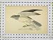 C1850 Antique Print Hen Harrier Bird Wild-Life Nature