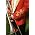 Thumbnail image of Karl Jenkins
