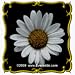 Dwarf Shasta Daisy (Chrysanthemum maximum) Jumbo Wildflower Seed Packet - 2000 Seeds