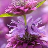 25 Bergamo Bee Balm Seeds By Seed Needs