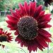 100 Seeds, Sunflower 