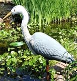 Aquascape - Pond Predator Control - Male Blue Heron Decoy