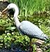 Great Blue Heron Great Blue Heron