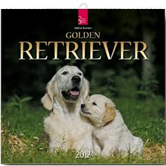Golden Retriever 2012