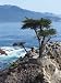 17 Mile Drive - 24"H x 18"W - Peel and Stick Wall Decal by Wallmonkeys