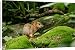 Canvas Prints of Chevrotain / Lesser Mouse Deer from Ardea Wildlife Pets