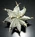 Bishop's Cap Cactus - Astrophytum capricorne - 2 Pot