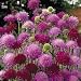 Knautia Seeds: Melton Pastels