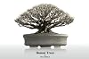 Bonsai Trees