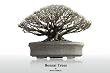 bonsai trees for sale