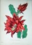 1885 Gardening Flower Plant Cactus Jenkinsonii Colour