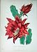 1885 Gardening Flower Plant Cactus Jenkinsonii Colour