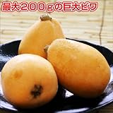 国華園　果樹苗　ビワ　クイーン長崎　1株