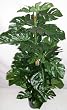 55" Silk Split Leaf Philodendron Plant