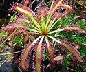 Cape Sundew Plant - Drosera capensis - Carnivorous