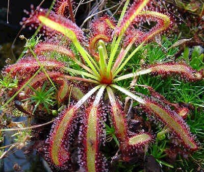 Cape Sundew 15 Seeds - Drosera capensis - Carnivorous - FREE SHIPPING ON ADDITIONAL HIRTS SEEDS ORDERED & PAID WITH ONE PAYMENT!
