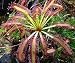 Cape Sundew Plant