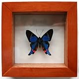 Blue Periander Swordtail Butterfly Mounted in Brown Wood Frame