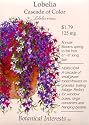 Heirloom Lobelia Cascade of Color Seeds 350 Seeds
