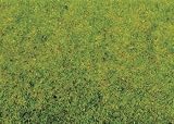 Spring meadow grass, 250 g (2.5 mm long)