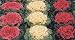 Nagoya Flowering White, Red, Rose Kale 25 Seeds-Annual