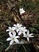 Atamasco Lily (Zephyranthes Atamasco) Flowers Blooming, Florida, Usa Photographic Poster Print by Jeff Foott, 30x40