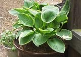 Hosta 'Green Gold'
