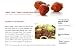 Filipino Food Recipes