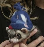 Marshall Ferret Cap, Winter
