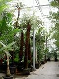 Dicksonia antartica - Baumfarn Topfbreite 70 cm / Pflanzenhöhe 550 cm mit Topf / Stamm